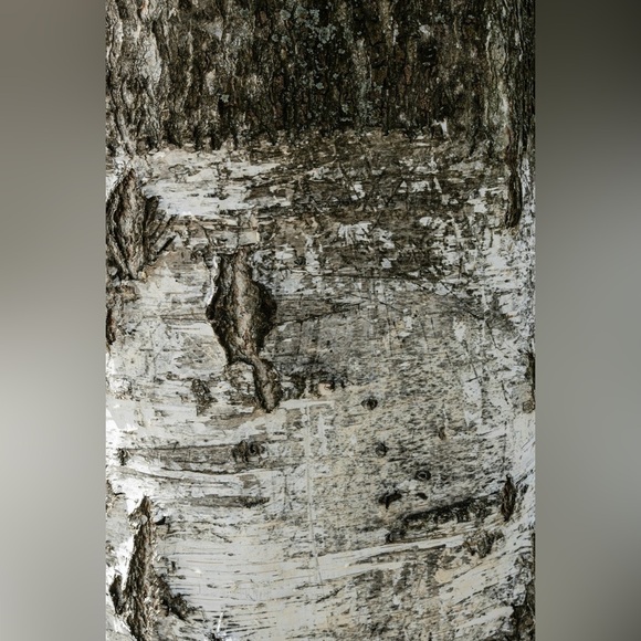 Sand + Fog White Cedar & Balsam 15.7 oz Liquid Hand Soap - Picture 2 of 2